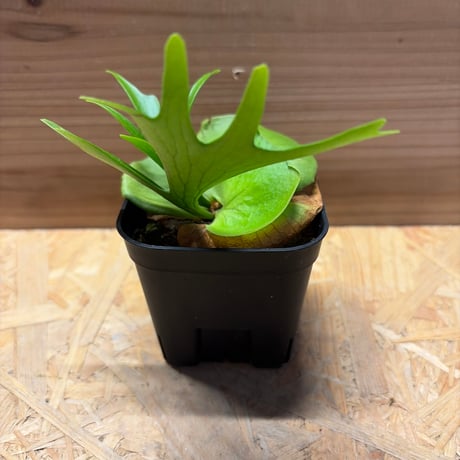 【maccoビカクシダセット】 ビカクシダ | STORES