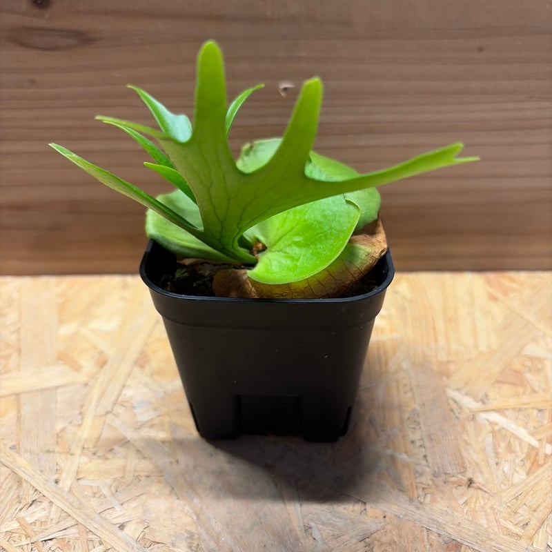 ビカクシダ コロナリウム | GREEN LUCK