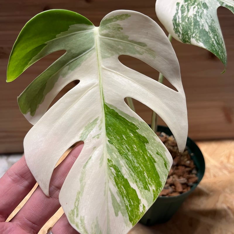 モンステラ ボルシギアナ オーレア 黄斑 モンステラ：ボルシギアナ