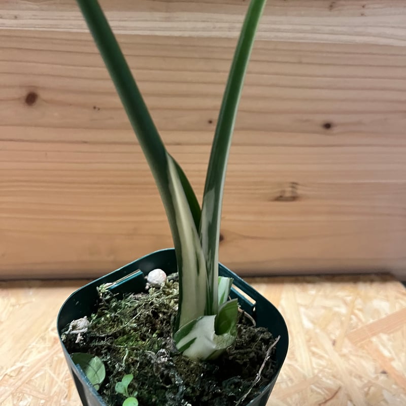 斑入りクワズイモ アロカシア オドラ オキナワシルバー | GREEN LUCK 斑入りクワズイモ アロカシア オドラ オキナワシルバー | GREEN LUCK