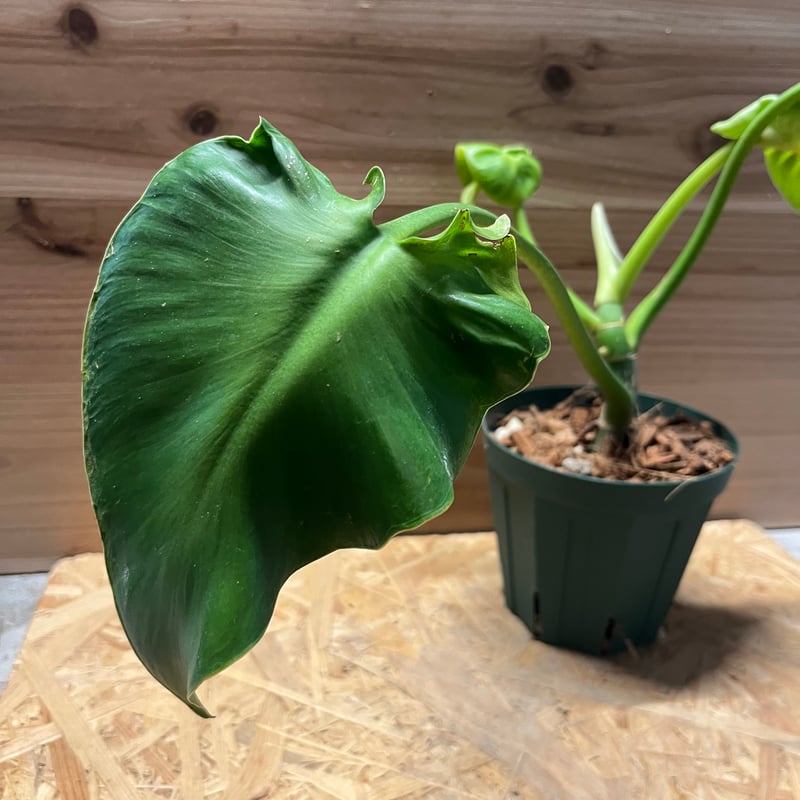 フィロデンドロン ルゴーサム マハラジャ | GREEN LUCK