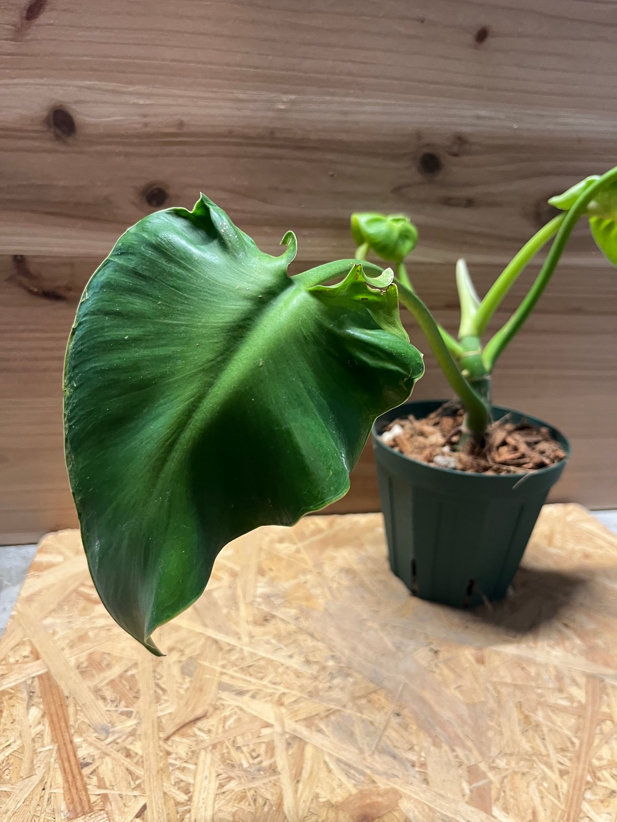 フィロデンドロン ルゴーサム マハラジャ | GREEN LUCK