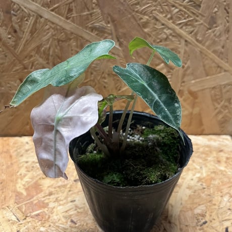 アロカシアアマゾニカ | STORES