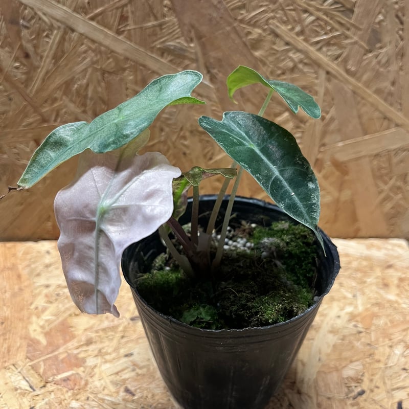 アロカシア アマゾニカ バリエガータ | GREEN LUCK