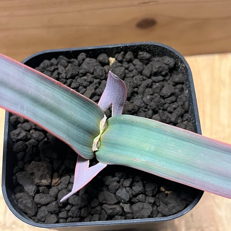▲訳あり価格 奇想天外 Welwitschia Mirabilis Welwitschia mirabilis ”（奇想天外 サバクオモト ウェル
