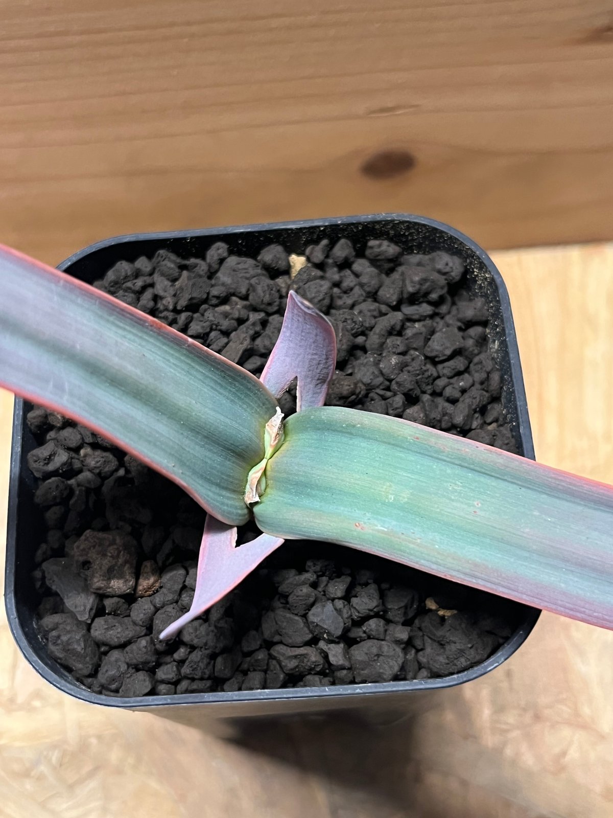 Y*u様 ウェルウィッチア・ミラビリス 変り葉 (多肉植物・サボテン・塊根・奇想 ウェルウィッチア・ミラビリス 1 (多肉植物・サボテン・塊根