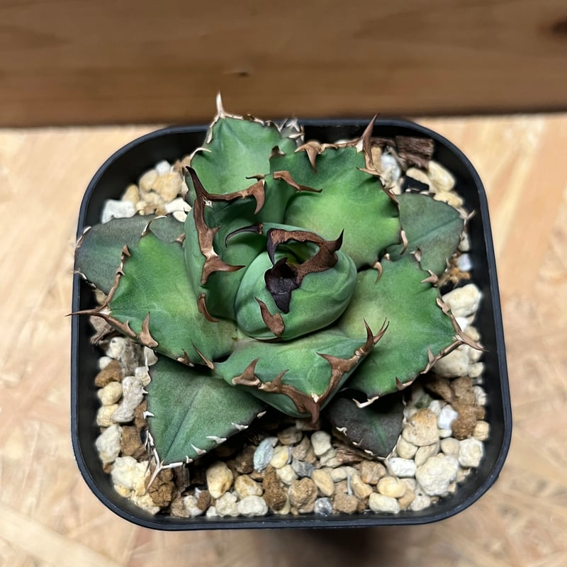 アガベ チタノタ 姫厳竜 | GREEN LUCK