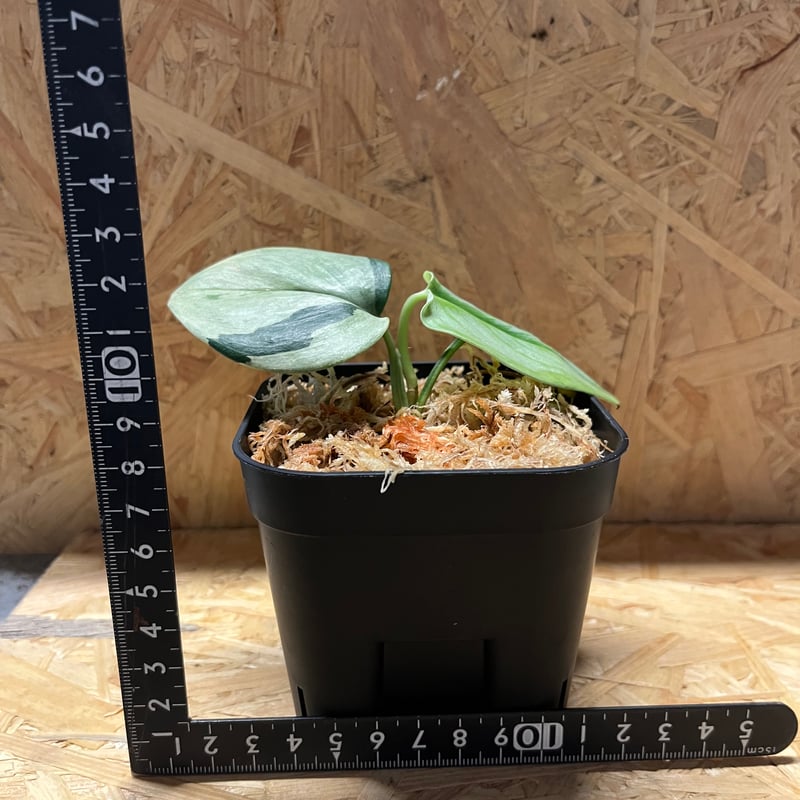 スキンダプサス ルビコン シルバーオンシルバー | GREEN LUCK