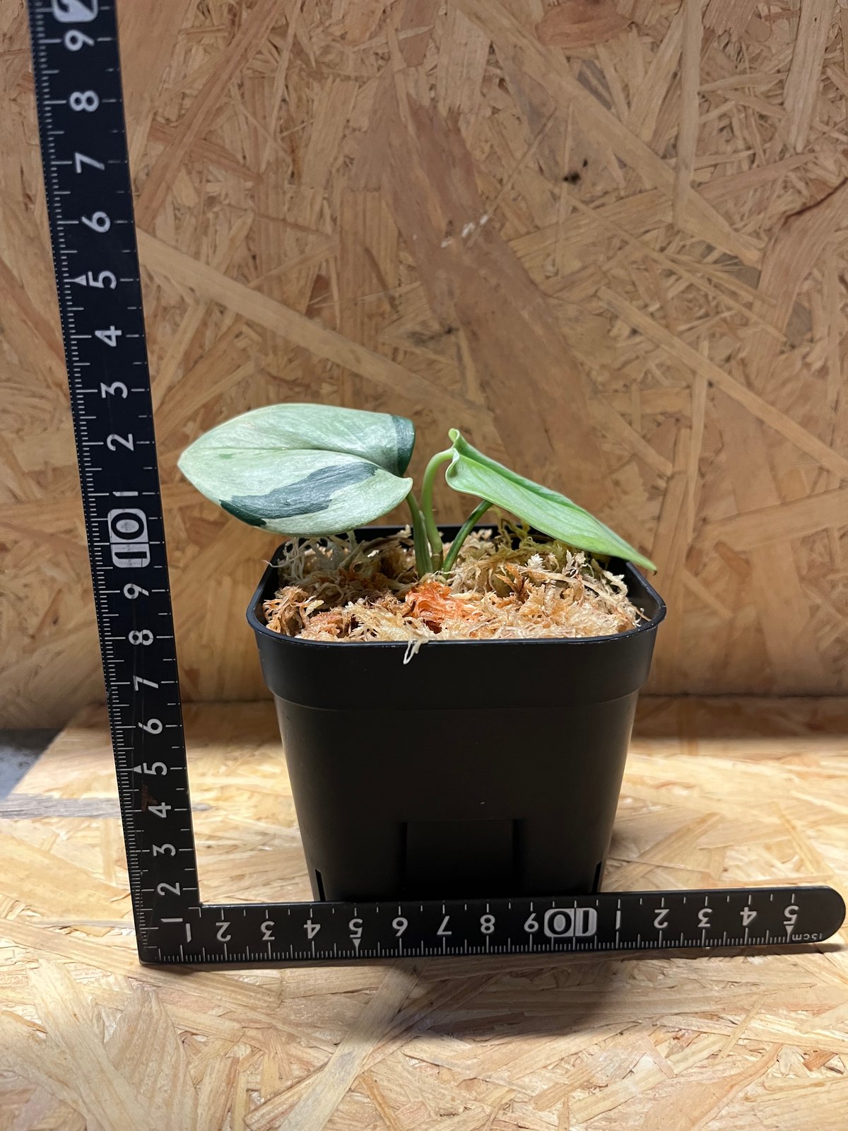 スキンダプサス ルビコン シルバーオンシルバー | GREEN LUCK