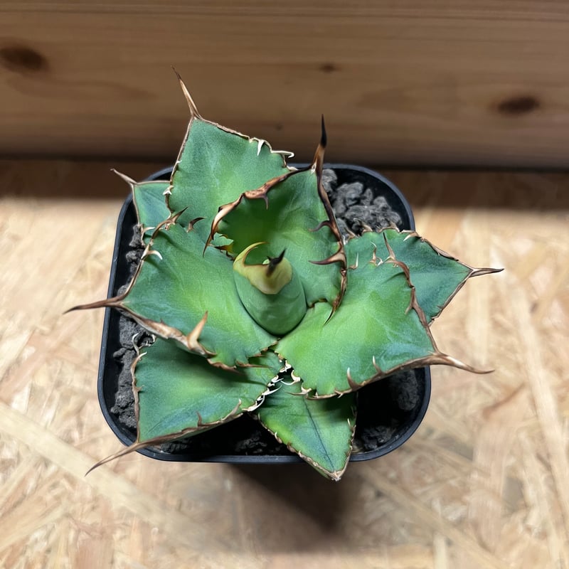 アガベ チタノタ イランボール | GREEN LUCK