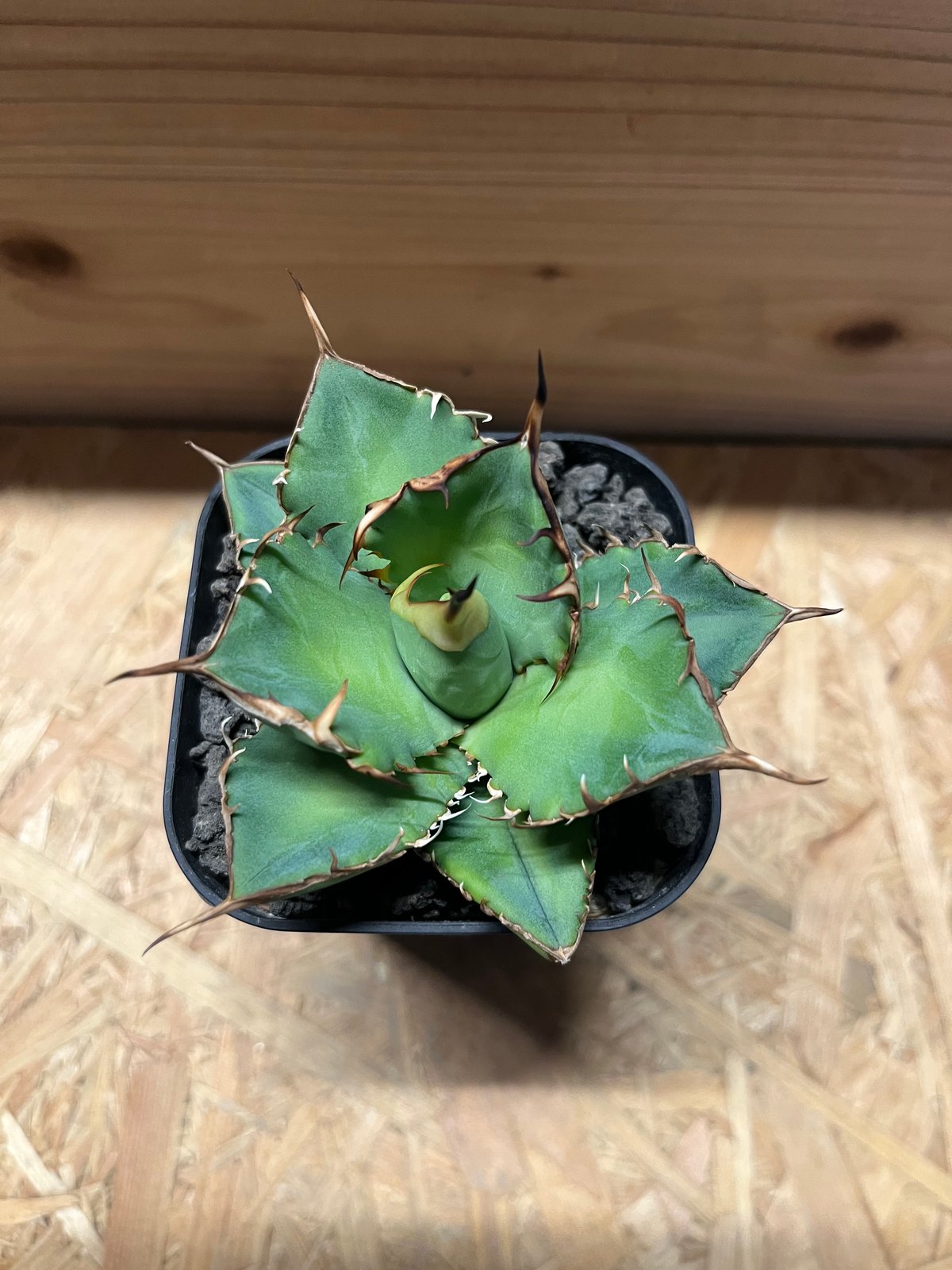 アガベ チタノタ イランボール | GREEN LUCK