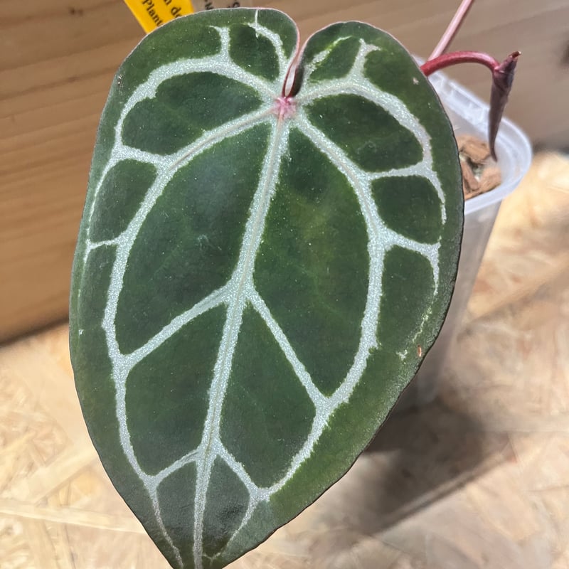 アンスリウム　スカーレット アンスリウム スカーレット | GREEN LUCK