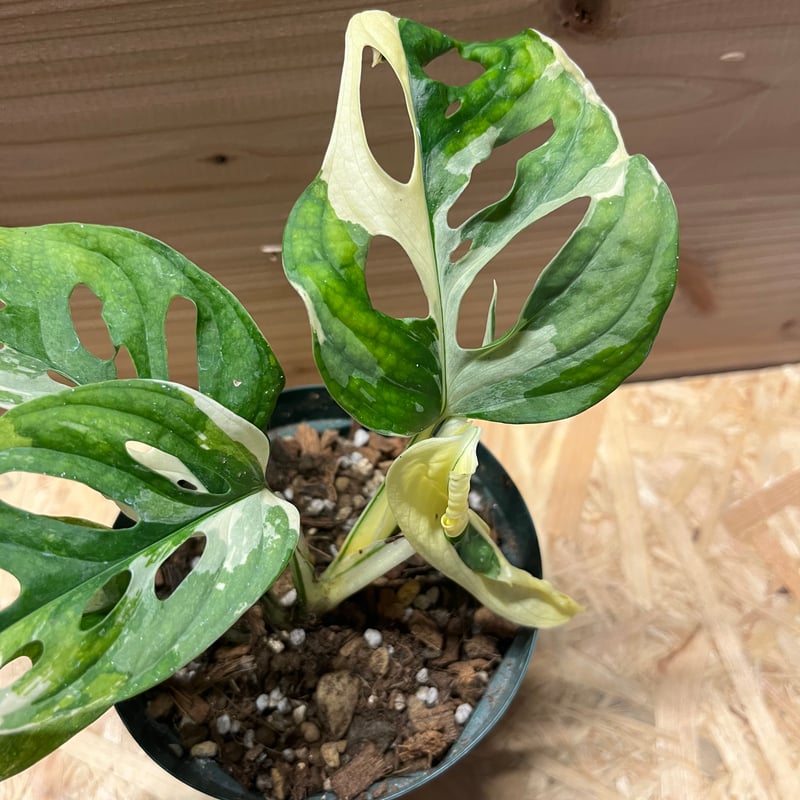 【希少植物4】 モンステラ アダンソニー バリエガタ 最上美術株 楽天市場】希少! 観葉植物 モンステラ アダンソニー 斑入り 4号