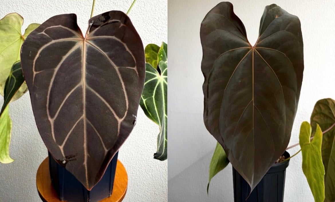 アンスリウム カーラブラッキー×アントラキー×エースオブスペード