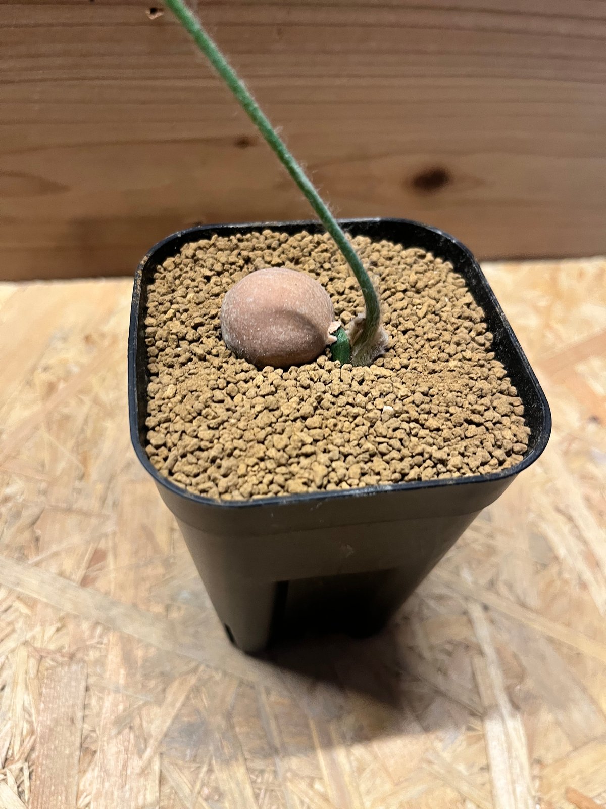 ディオーン エデュレ 3苗 ①鉢のまま発送 ディオーン エデュレ 3苗 鉢