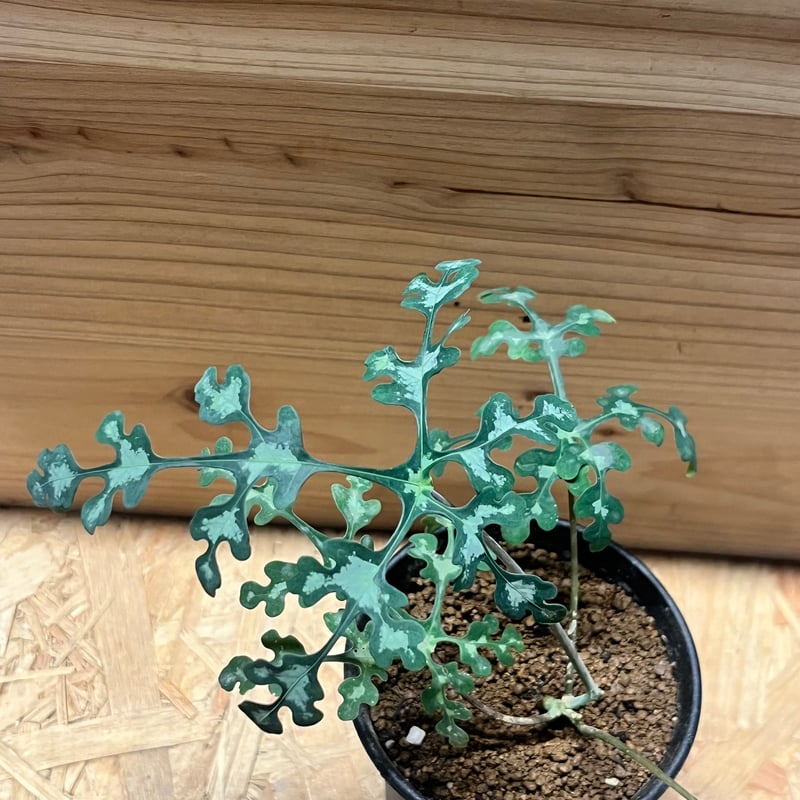 アデニア ペリエリ | GREEN LUCK