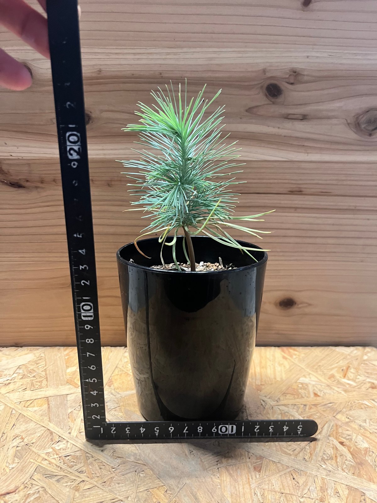 マルチネス ピニョンマツ | GREEN LUCK