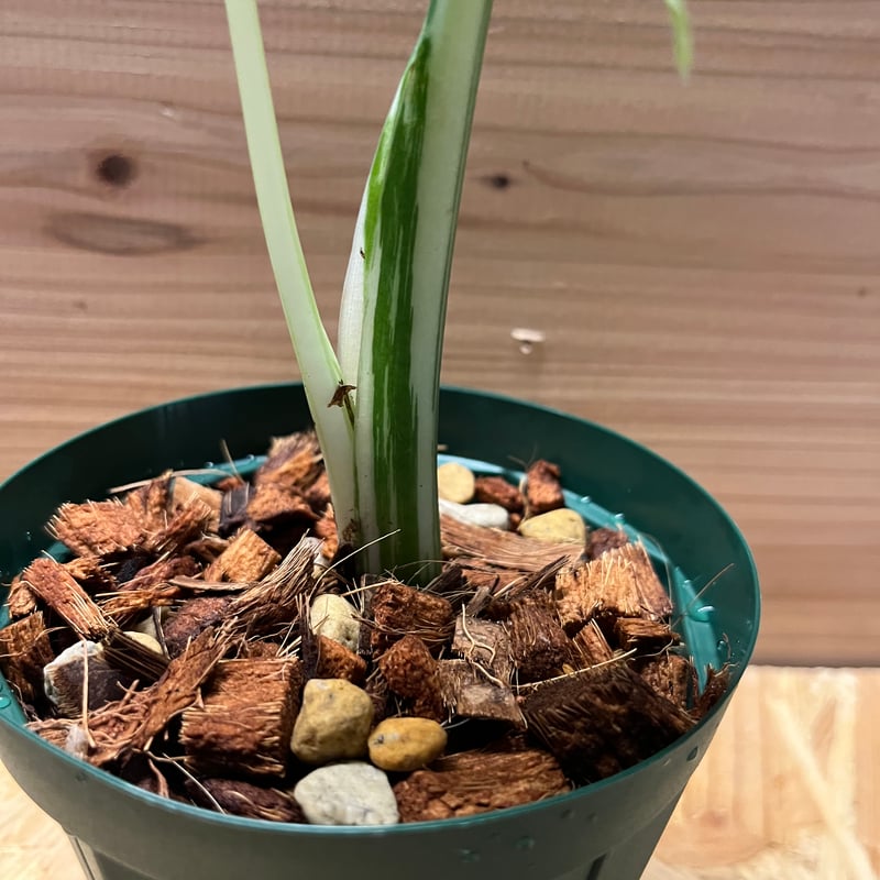 クワズイモ　斑入り 幹立ち クワズイモ 斑入り 幹立ち