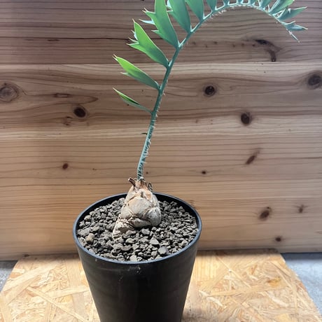 エンセファラルトス ホリダス スーパーブルー エンセファラルトス ホリダス Encephalartos horridus | mana's