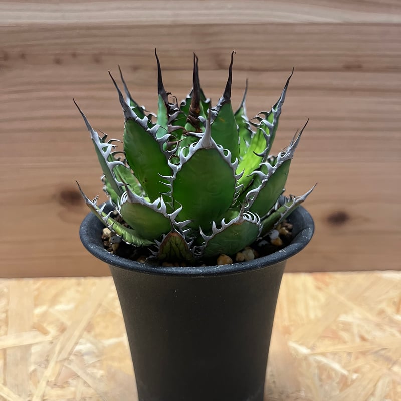 アガベ ホリダ | GREEN LUCK