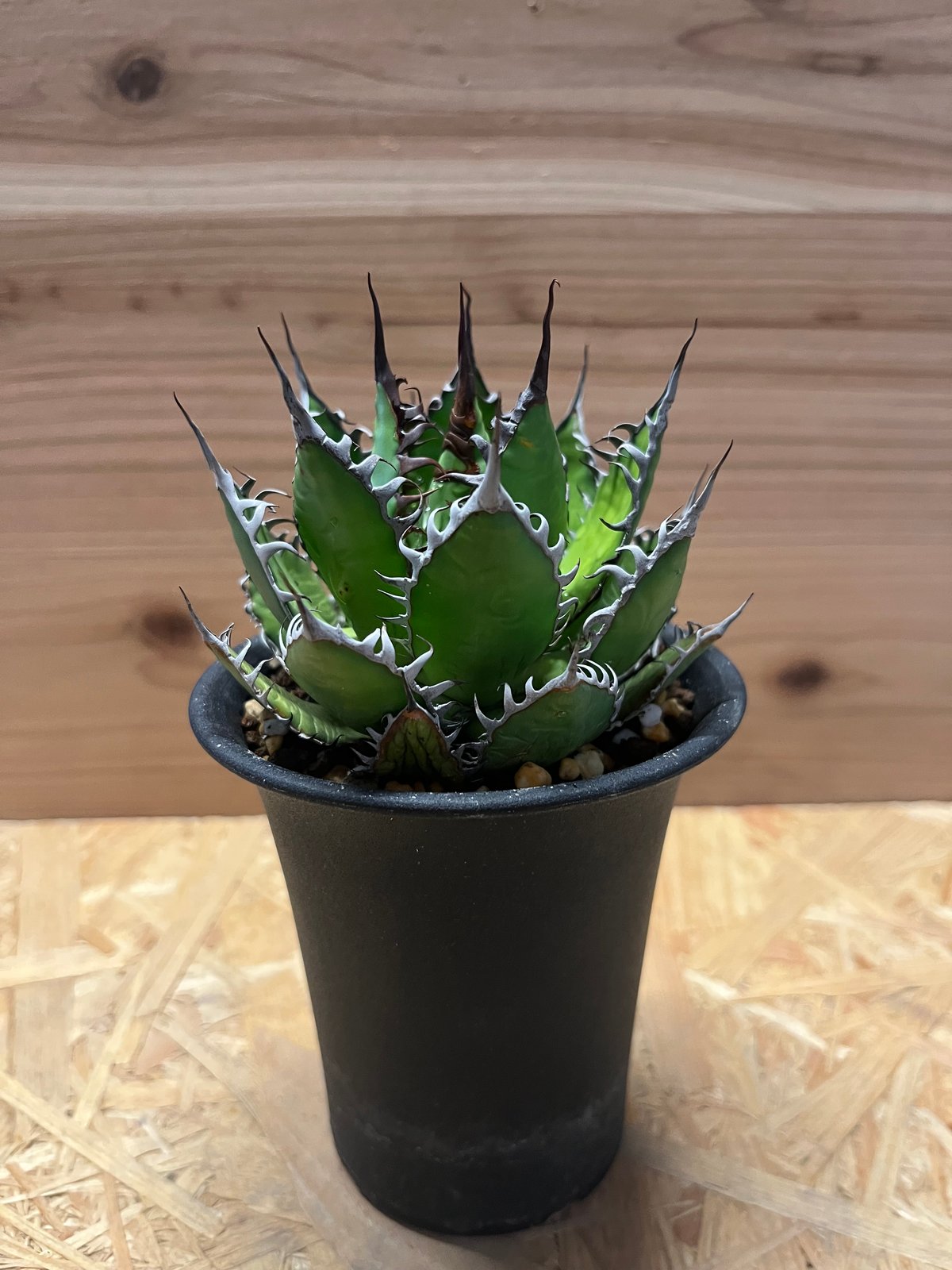 アガベ USホリダ アガベ ホリダ | GREEN LUCK