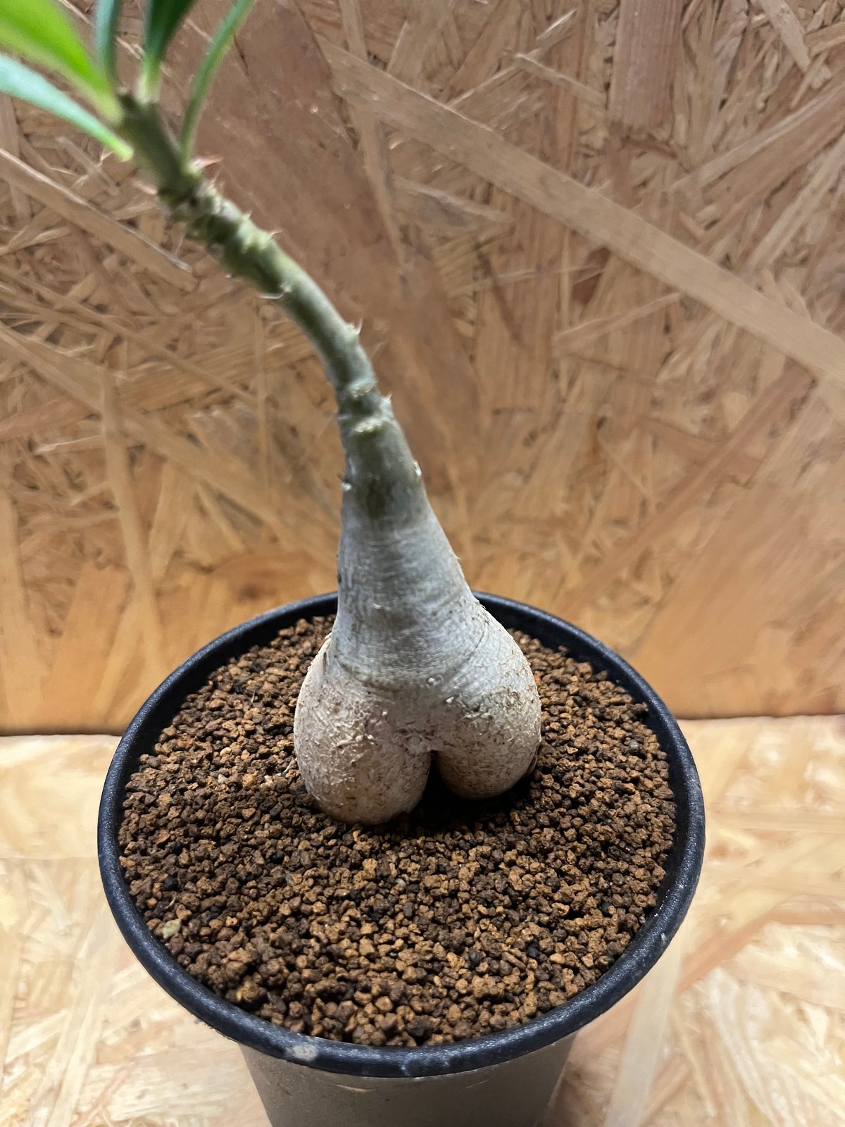 パキポディウム ビスピノーサム | GREEN LUCK