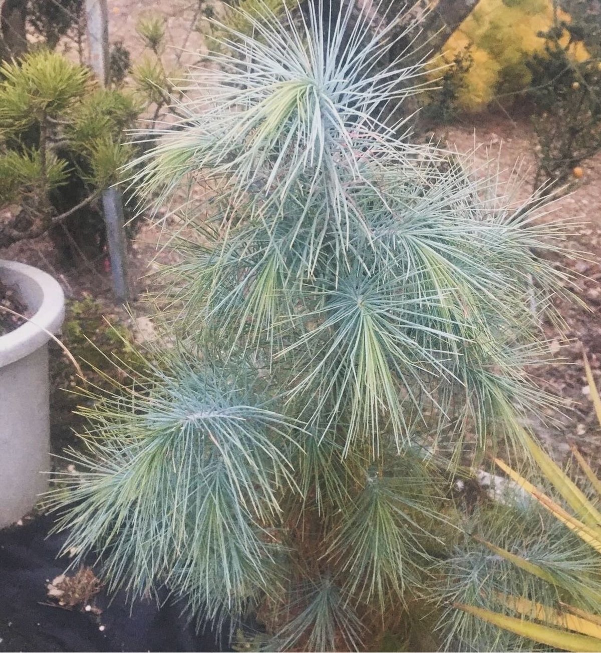 ピニョン松 マルチネスピニョンマツ ⭕️超希少ブルー選抜接木⭕️ マルチネス ピニョンマツ | GREEN LUCK