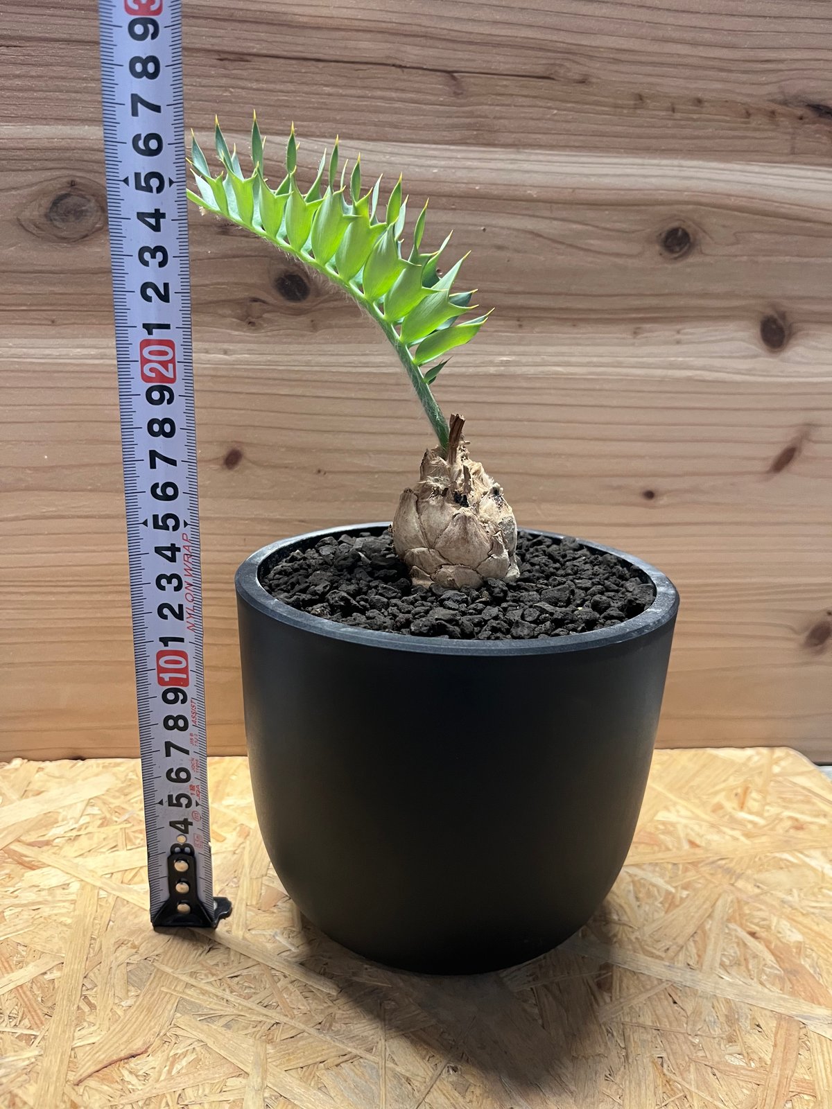 エンセファラルトス　ホリダス エンセファラルトス ホリダス | GREEN LUCK