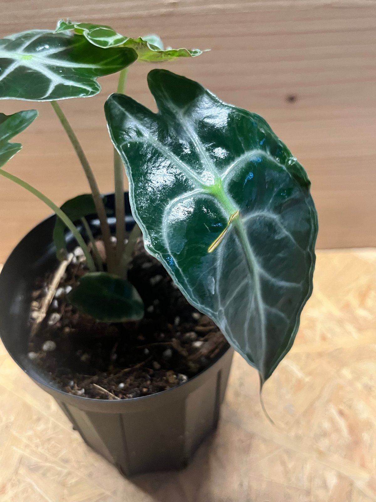 アロカシア ベノム メイソン株 アロカシア ヴェノム Alocasia 'Venom