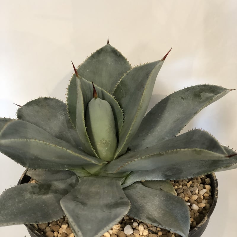 アガベ ピグマエア ドラゴントゥース | GREEN LUCK