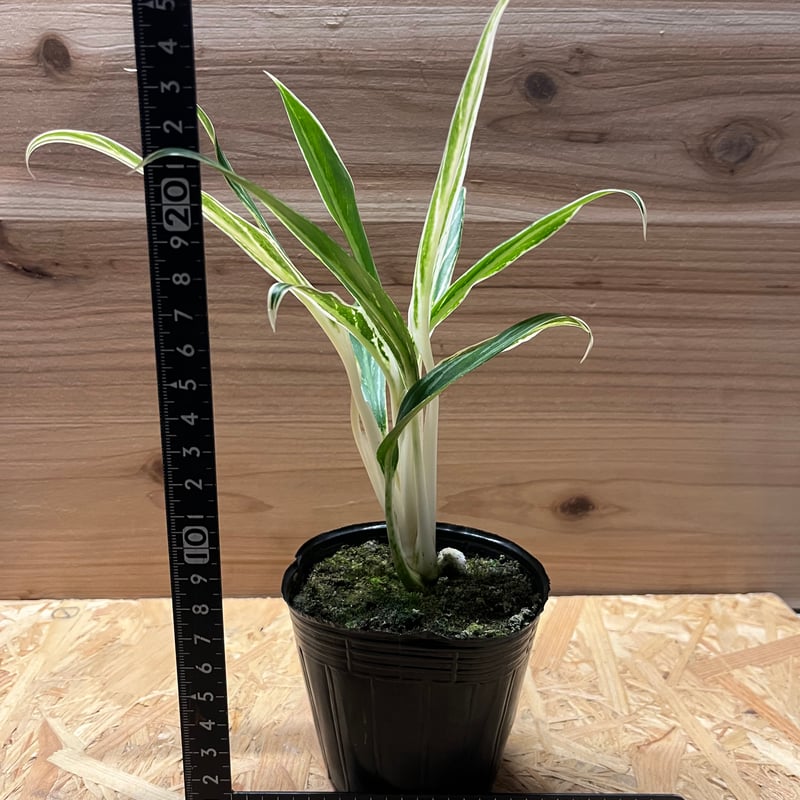 アグラオネマ リトルホワイトドラゴン 1株 第7回 草わるん出品株