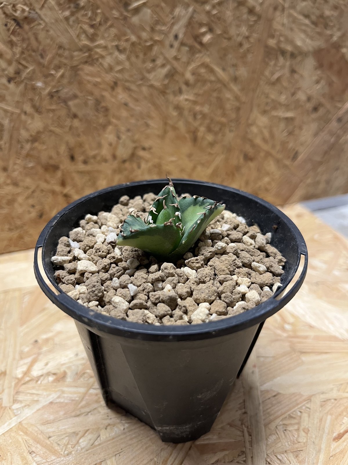 現品鉢ごと発送 アガベ チタノタ 夕映 ソーラーエクリプス fit=scale-down,w=1200