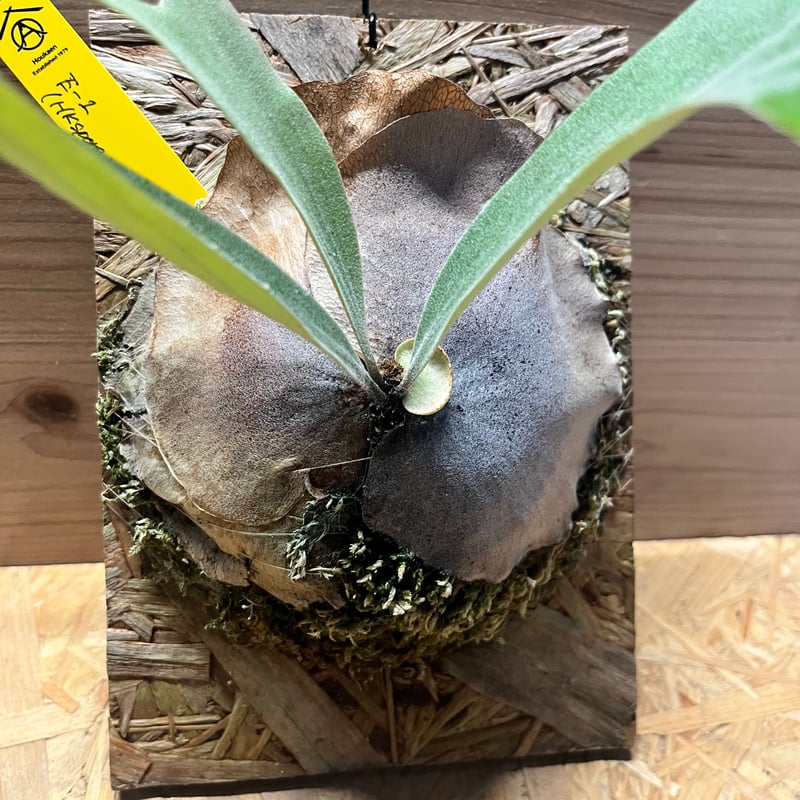 ビカクシダ E-1 スポア | GREEN LUCK