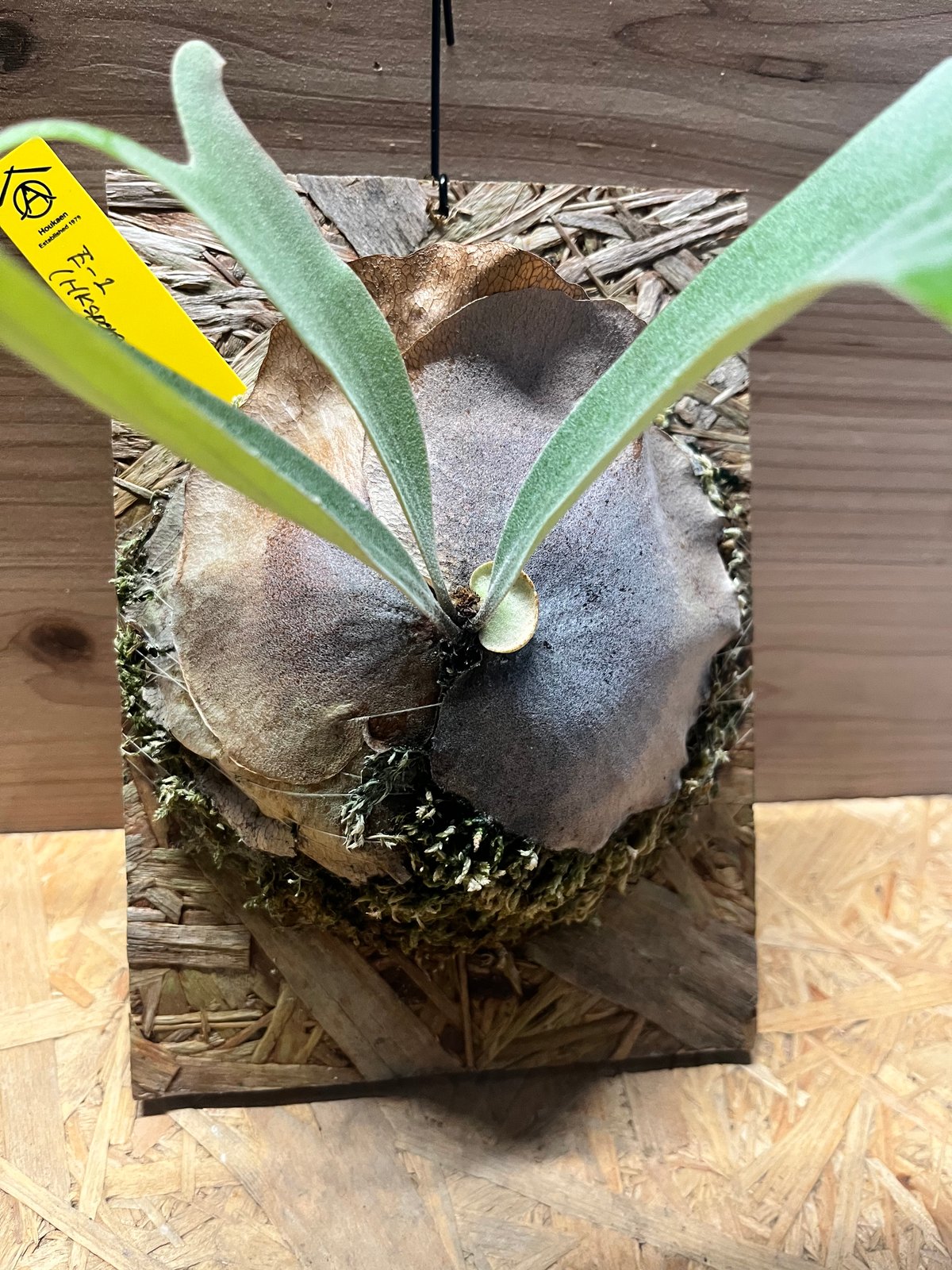 ビカクシダ E-1 スポア | GREEN LUCK