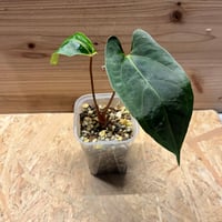 ビルベルギア アリベラ×アラカイ | GREEN LUCK