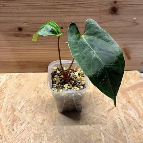 アンスリウム | STORES