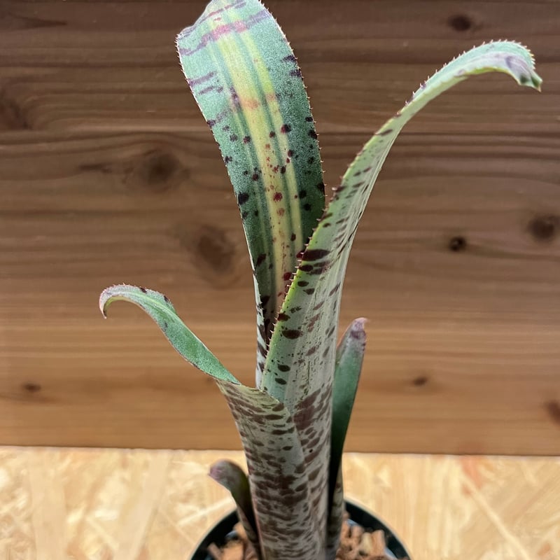 ケスネリア ラファエルオリベイラ | GREEN LUCK