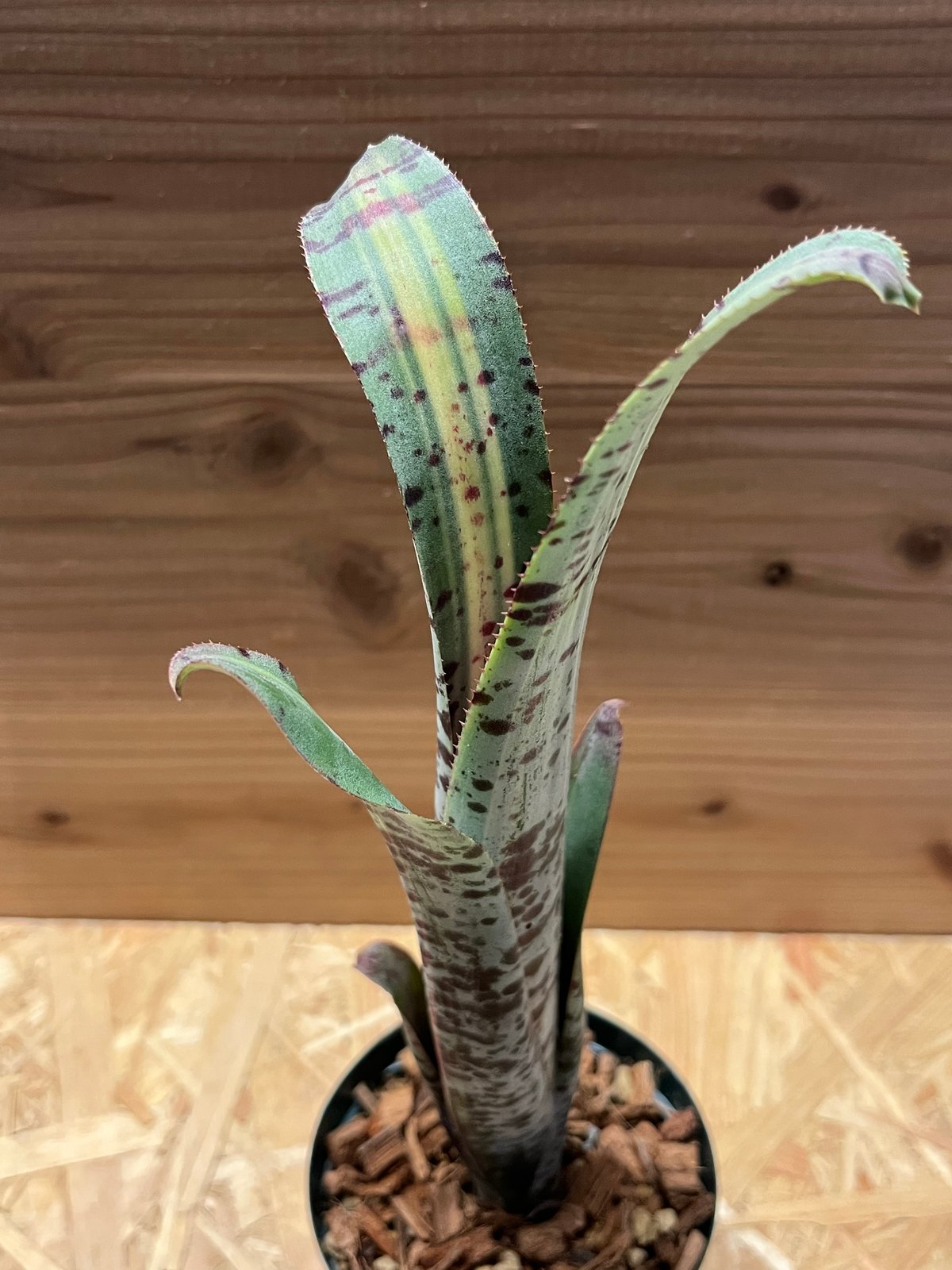 ② ラファエルオリベイラ　斑入り ケスネリア ラファエルオリベイラ | GREEN LUCK