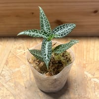 ビカクシダ　胞子培養　リドレイドワーフシルベリー リドレイドワーフシルベリー 胞子培養 ビカクシダ - メルカリ