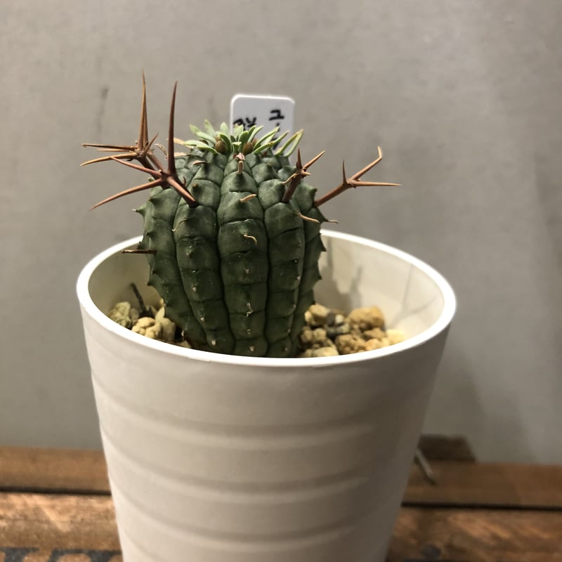 ユーフォルビア・ステリスピナ　群星冠2株セット2.5号鉢最終値下げ❗️ ユーフォルビア・ステリスピナ 群星冠2株セット2.5号鉢最終値下げ