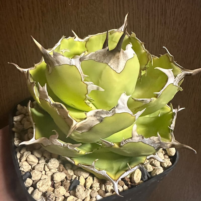 アガベ チタノタ 'アングリーハート' | GREEN LUCK