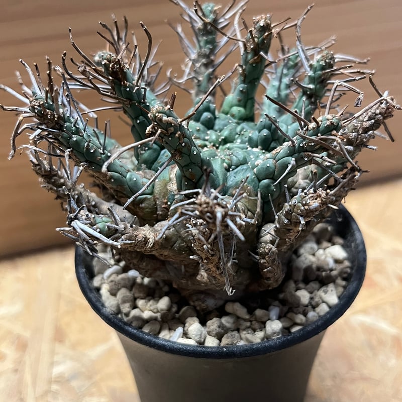 ユーフォルビア デセプタ　タコもの　木質化 デセプタ ユーフォルビア Euphorbia decepta 木質化【検索 タコ