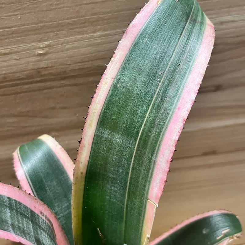 ビルベルギア ビッタータ 'ラルフグラハムフレンチ' | GREEN LUCK