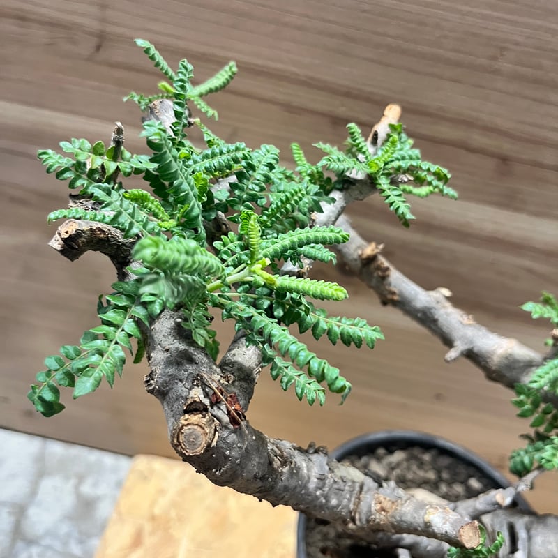 ボスウェリア　ネグレクタ ボスウェリア ネグレクタ | GREEN LUCK