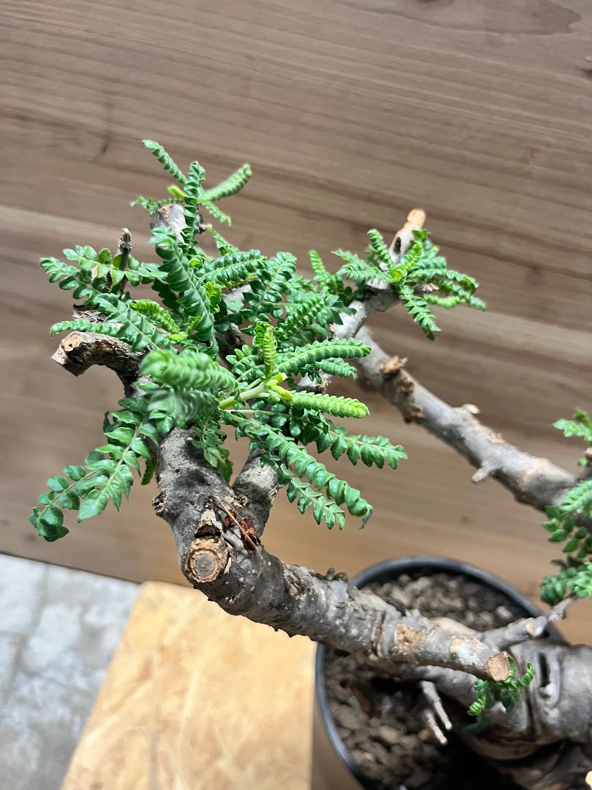 ボスウェリア ネグレクタ | GREEN LUCK