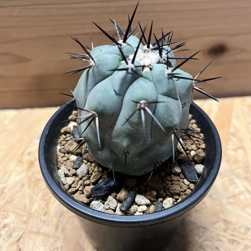 コピアポア シネレア 黒王丸 実生 | GREEN LUCK