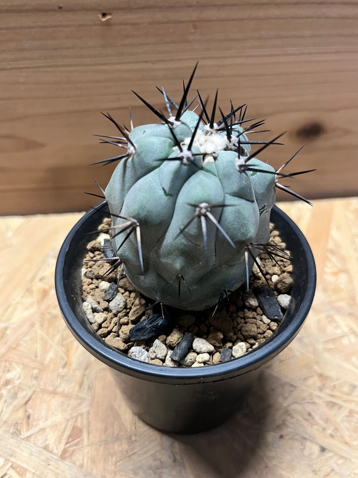 黒王丸 コピアポア・シネレア 実生 黒棘 コピアポア シネレア 黒王丸 実生 | GREEN LUCK