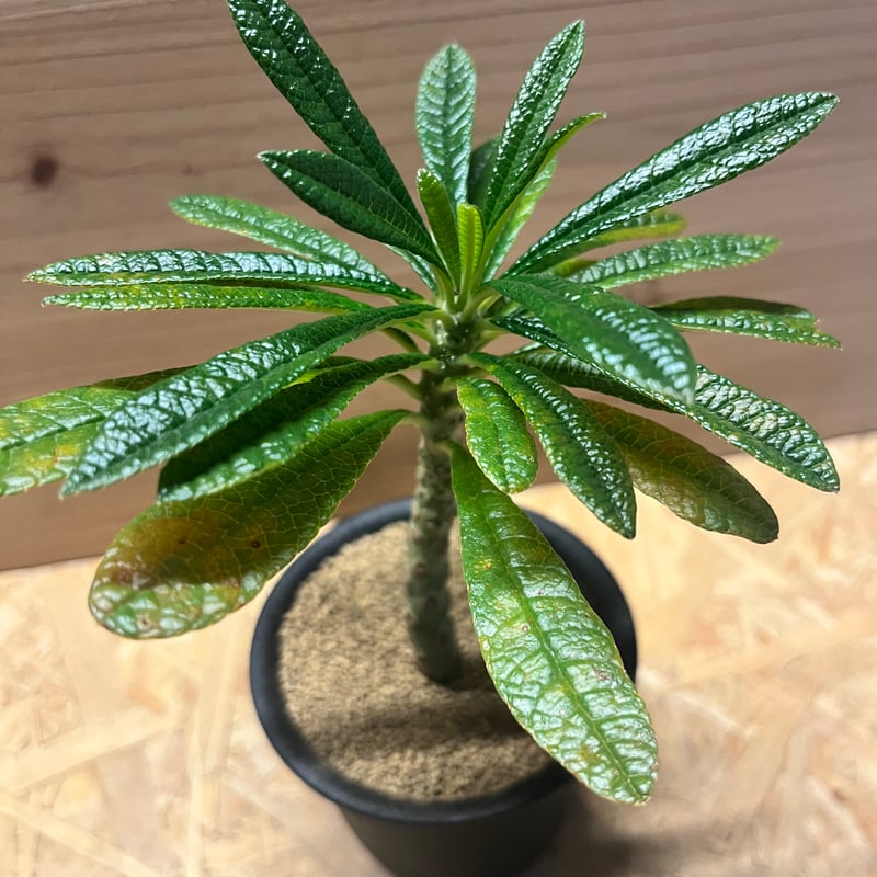 ドルステニア ギガス | GREEN LUCK