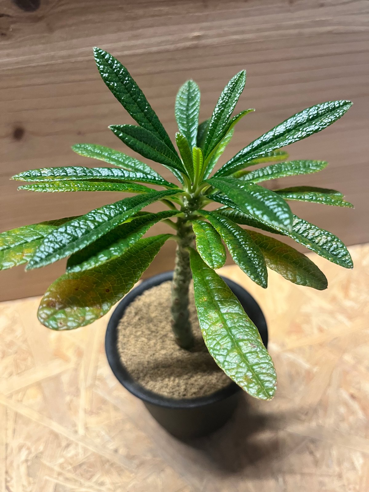 ドリステニア　ギガス ドルステニア ギガス 「Dorstenia gigas」4/26-368 | SHOUCHIKUEN