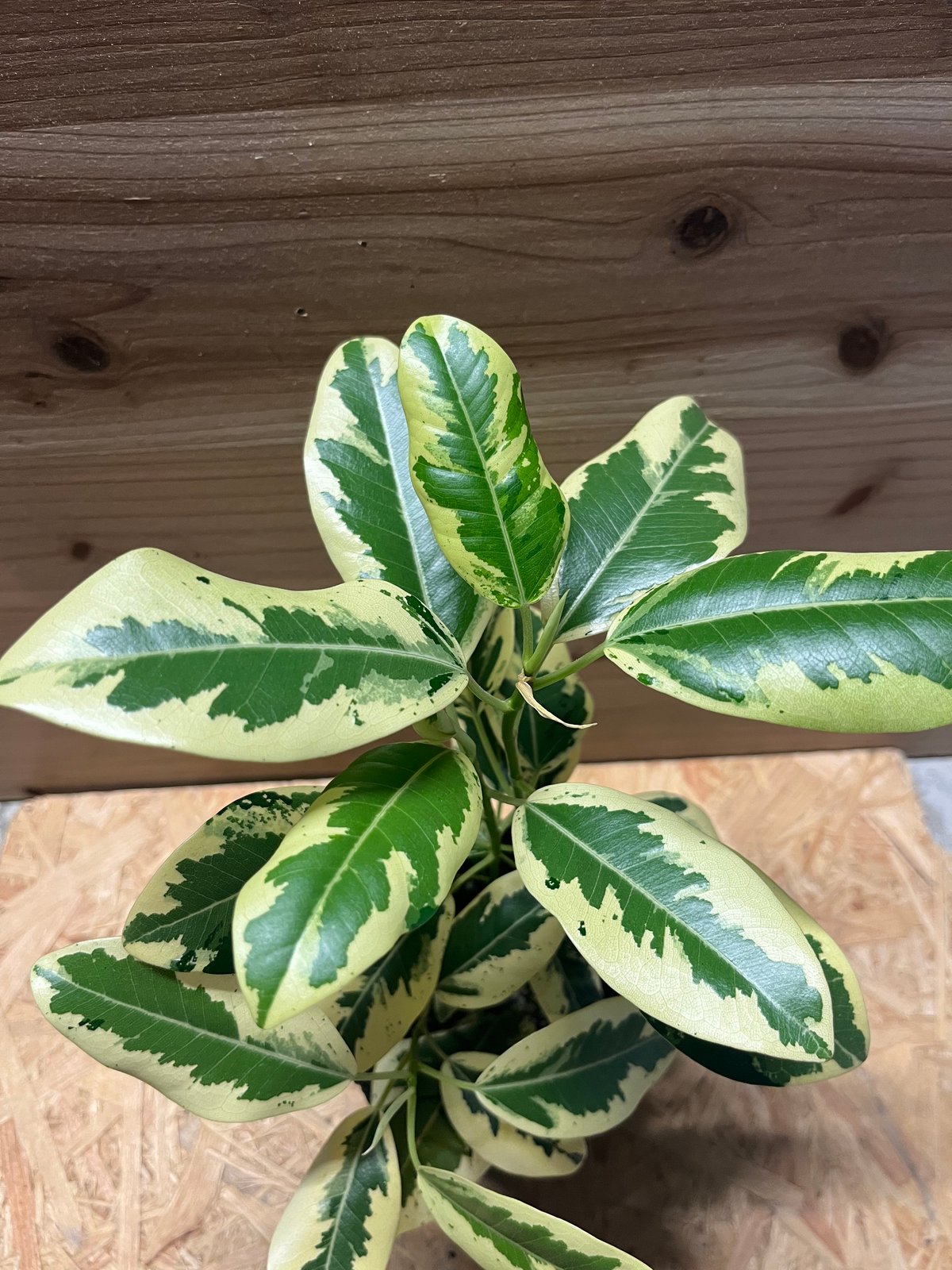 ♥フィカス 緑と白の斑入り 約1メートル♥ フィカス ルビキノーサ 斑入りフランスゴム | GREEN LUCK